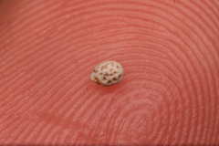 Euphorbia innocua