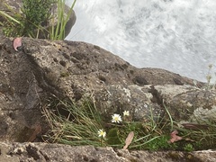 Brachyscome graminea