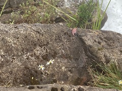 Brachyscome graminea