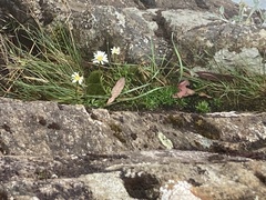 Brachyscome graminea