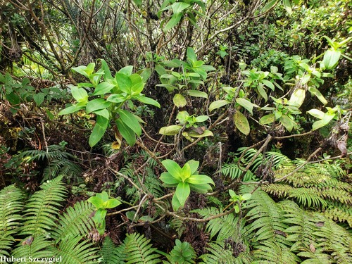 Dubautia plantaginea observed 2022-01-06