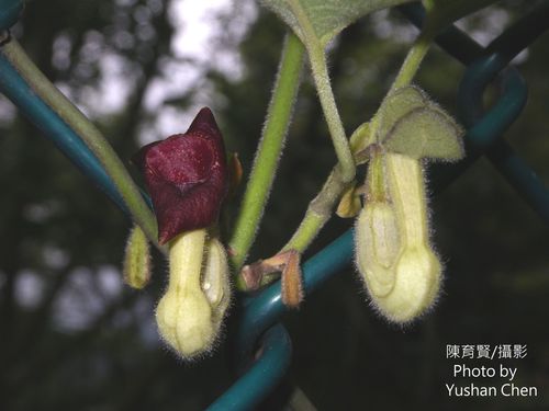 Aristolochia trilobata