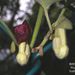 Aristolochia shimadae - Photo (c) 陳育賢, μερικά δικαιώματα διατηρούνται (CC BY-NC), uploaded by 陳育賢