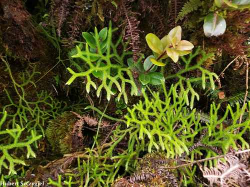 Lycopodium venustulum