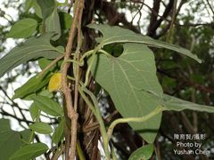 Aristolochia shimadae