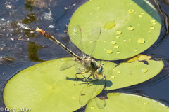 Arigomphus lentulus