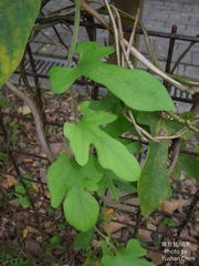 Aristolochia shimadae