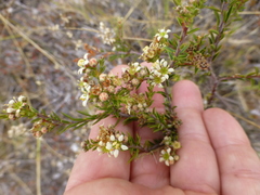 Diosma pedicellata