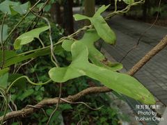 Aristolochia shimadae