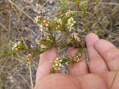 Diosma pedicellata
