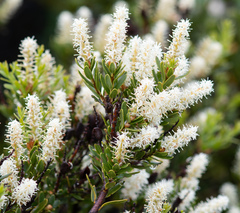 Orites lancifolius
