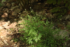 Cardamine pectinata