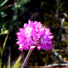Allium serra