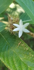 Sabicea acuminata