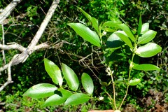 Tricalysia