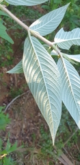 Sabicea acuminata