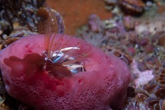 Austromegabalanus cylindricus