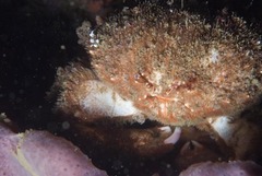 Dromidia aegibotus