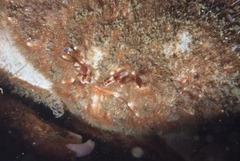 Dromidia aegibotus