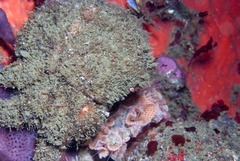 Dromidia aegibotus