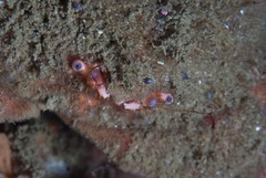 Dromidia aegibotus