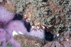 Dromidia aegibotus