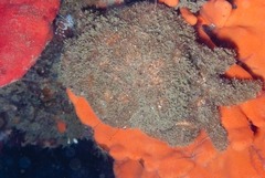 Dromidia aegibotus