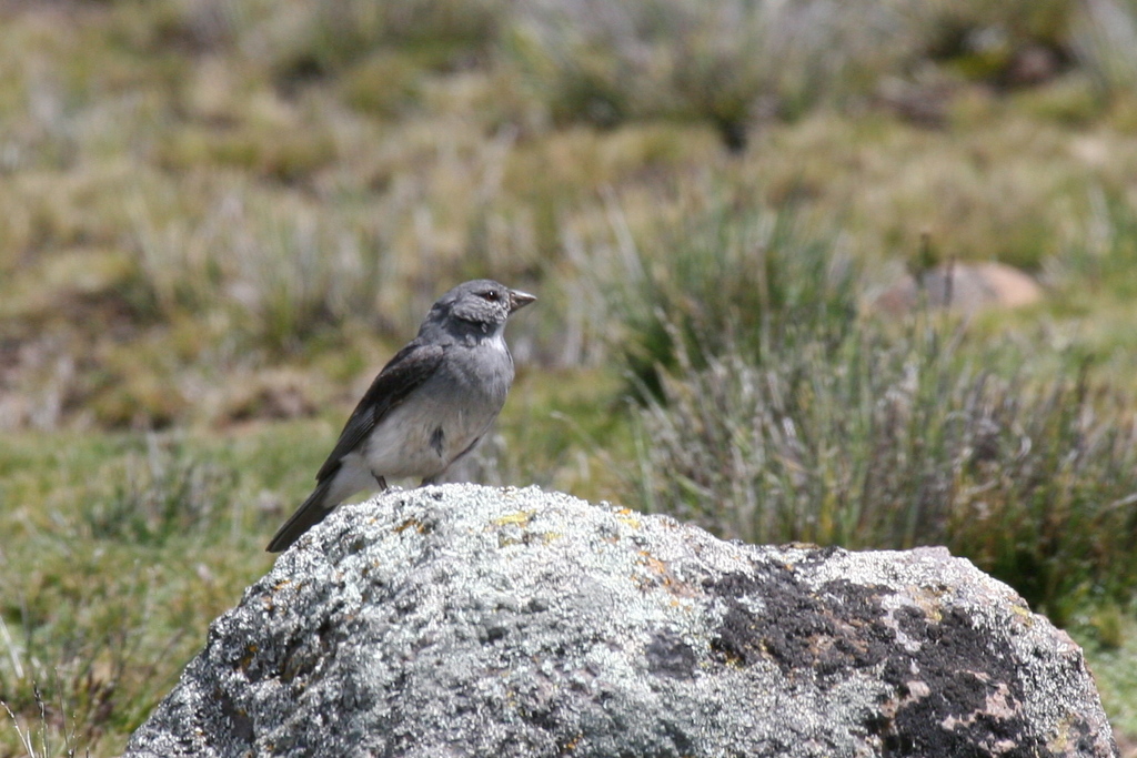 White-throated Sierra Finch photo