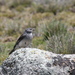 White-throated Sierra-Finch - Photo (c) Richard Gibbons, some rights reserved (CC BY-NC)