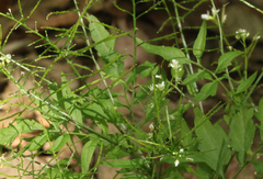 Cardamine pectinata