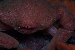 Dromidia aegibotus