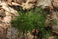 Cardamine pectinata