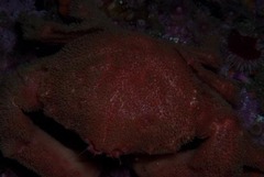 Dromidia aegibotus