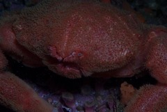 Dromidia aegibotus