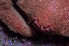 Dromidia aegibotus