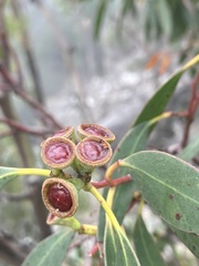 Eucalyptus coccifera