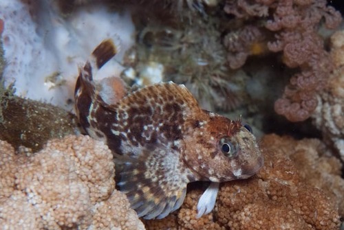 Losse-huid-slijmvis (Chalaroderma capito) — Blenniidae — 4