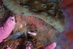Dromidia hirsutissima