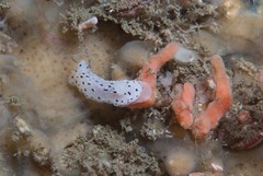 Mandelia mirocornata