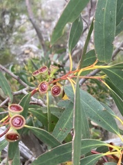 Eucalyptus coccifera