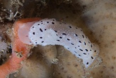 Mandelia mirocornata