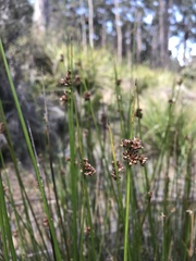 Juncus astreptus