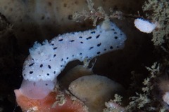 Mandelia mirocornata