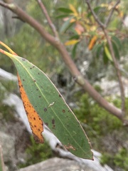 Eucalyptus coccifera