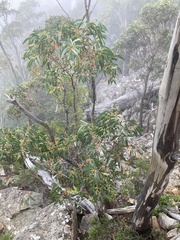 Eucalyptus coccifera