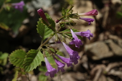 Clinopodium grandiflorum