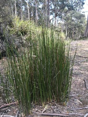 Juncus astreptus