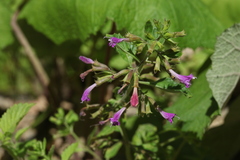 Clinopodium grandiflorum