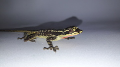 Anolis lyra