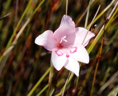 Gladiolus pappei